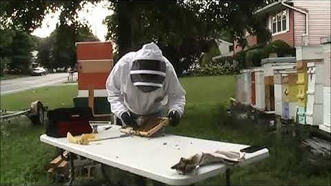 Swarm Box Catch Moving Wild Comb Into Frames