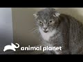 Conductista de gatos ante la ferocidad felina | Mi gato endemoniado | Animal Planet