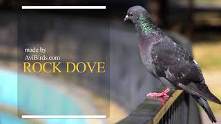 Rock Dove [Rock Pigeon]