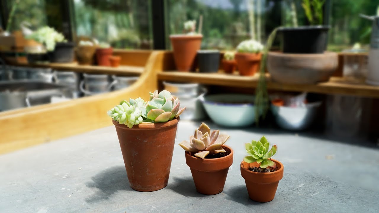 Sukulent Çoğaltma - Labofem