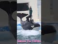 ルーナ決まった～!! #Shorts #鴨川シーワールド #シャチ #kamogawaseaworld #orca #killerwhale