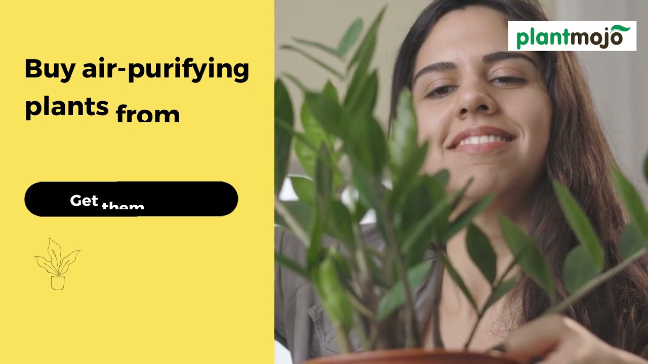 Plantmojo, Air Purifier plants, 21 days warranty, 5 Sec Ad YouTube