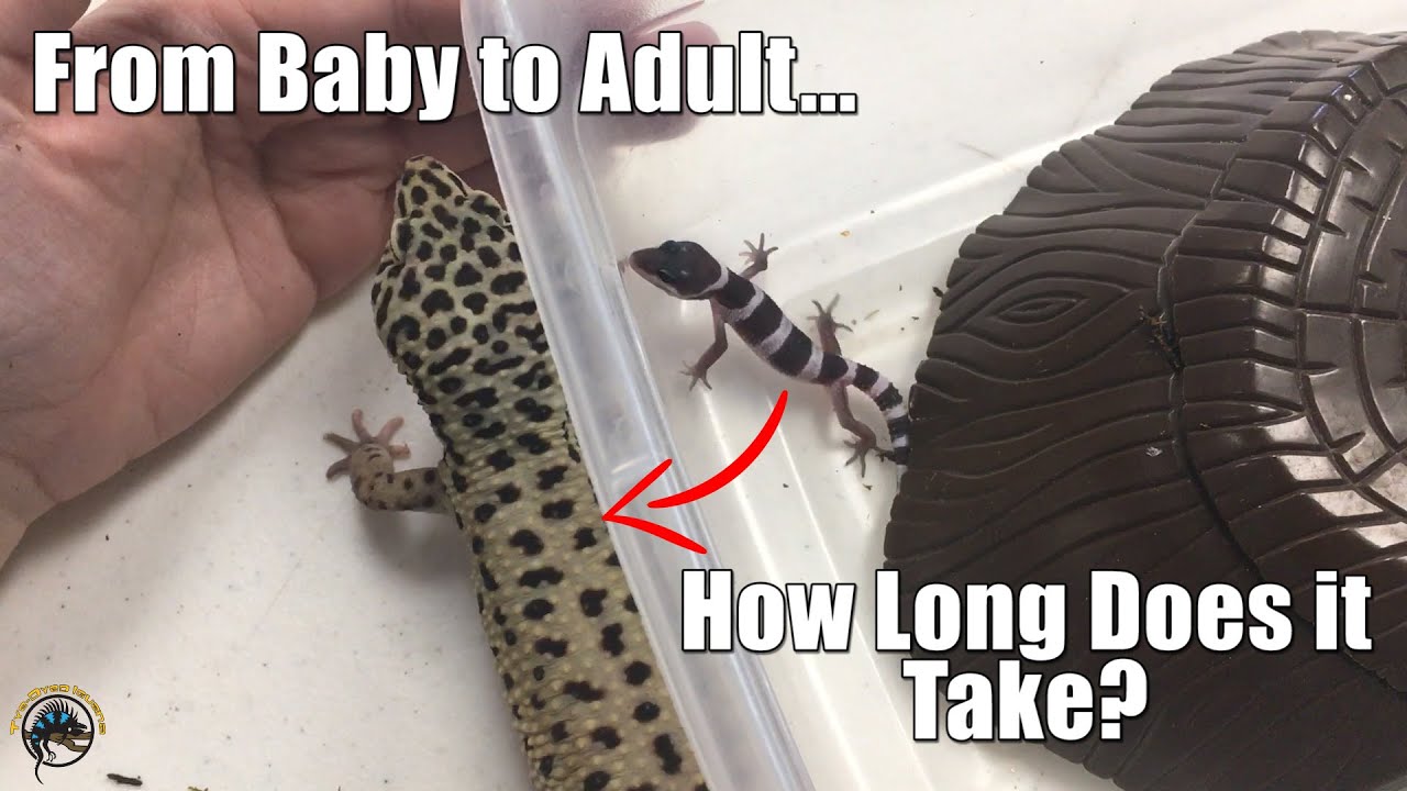 Just How Fast Do Leopard Geckos Grow? 🦎