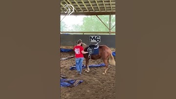 Dealing With Spooky And Buddy Sour Horses! Part 4! | The Horse Guru-Michael Gascon
