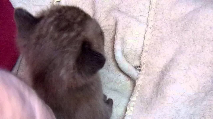 Video 8441271: bombay kittens, burmese kitten