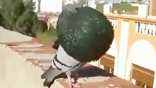 الحمام النفاخ الكاديتانو الإسباني مستوى عالمي. pigeon gaditano espagnol