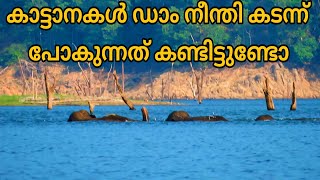 കാട്ടാനകൾ ഡാം നീന്തി കടന്ന് പോകുന്നത് കണ്ടിട്ടുണ്ടോIndia