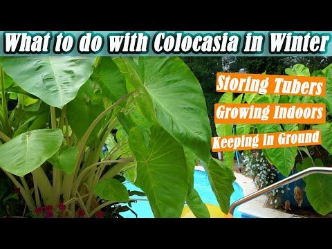 Video: Hoe kweek jy Colocasia gigantea?