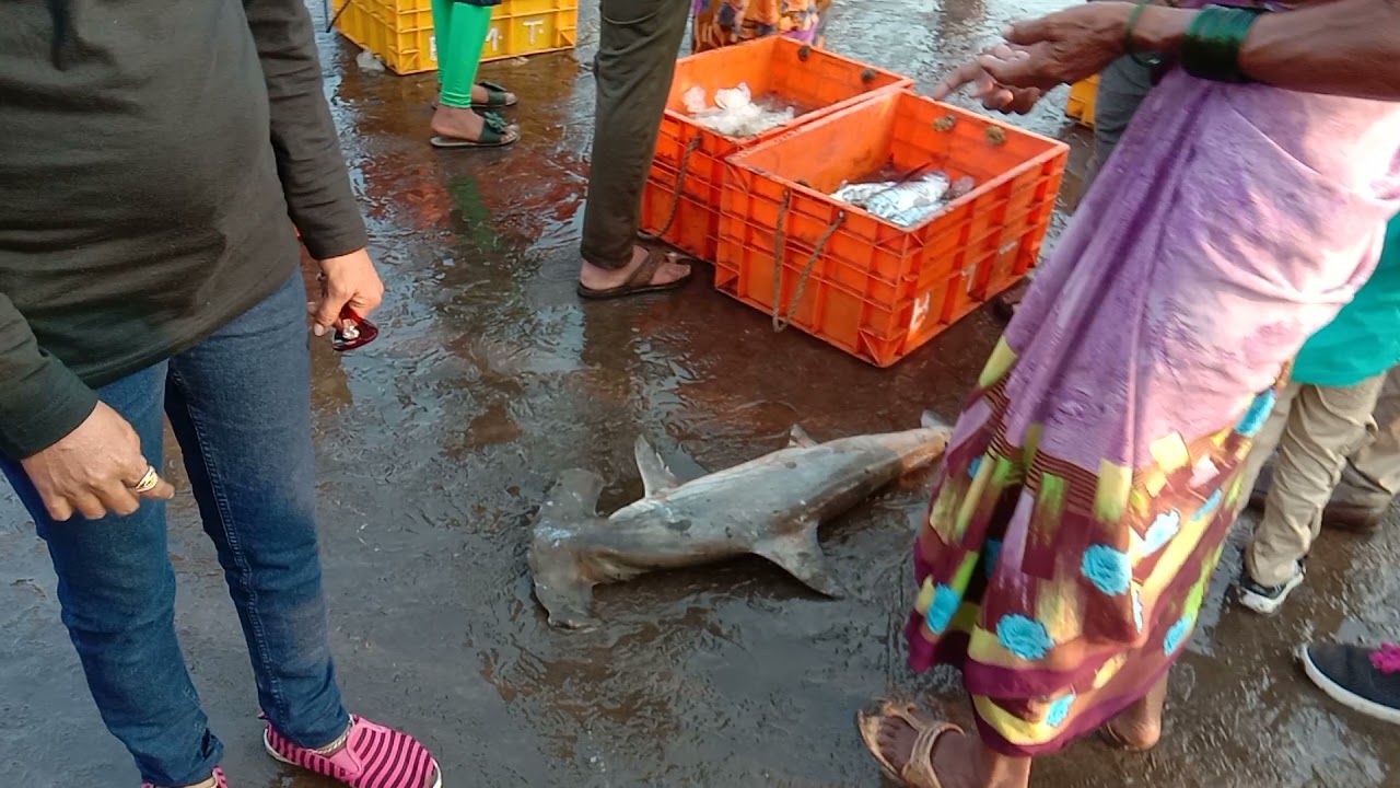 Harnai Fish Market Time 04.30 pm 💯💯😐