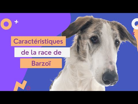Vidéo: Barzoï Dog Race Hypoallergénique, Santé Et Durée De Vie