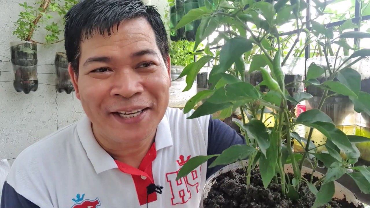 SA MAHAL NA PRESYO NG SILI, 