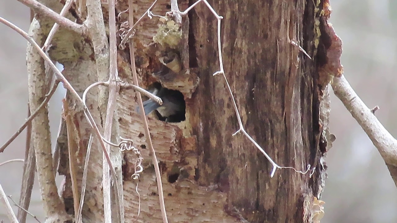 Brown-headed Nuthatch video 1 