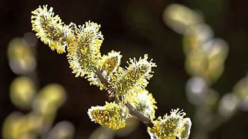 Timelapse SPRING AWAKENING blooming flowers, growing plants. David Attenborough's opinion