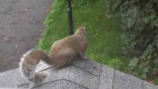 Barking Squirrel