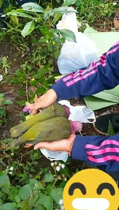 Burung punai/punai ungu/berburu punai ungu/walik ungu/walik kalung @Dogsulsniper