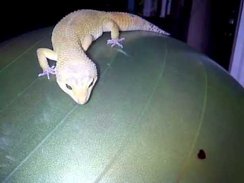 eggs florentine Gecko doing his exercisers