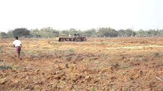 Eucalyptus Plantation @ Nellore-II (2011)