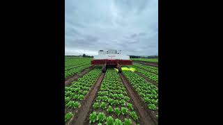 Healthiest Vegetables on Earth