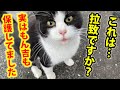 【炎上覚悟】これは拉致？誘拐ですか？実はもん吉も保護してました。