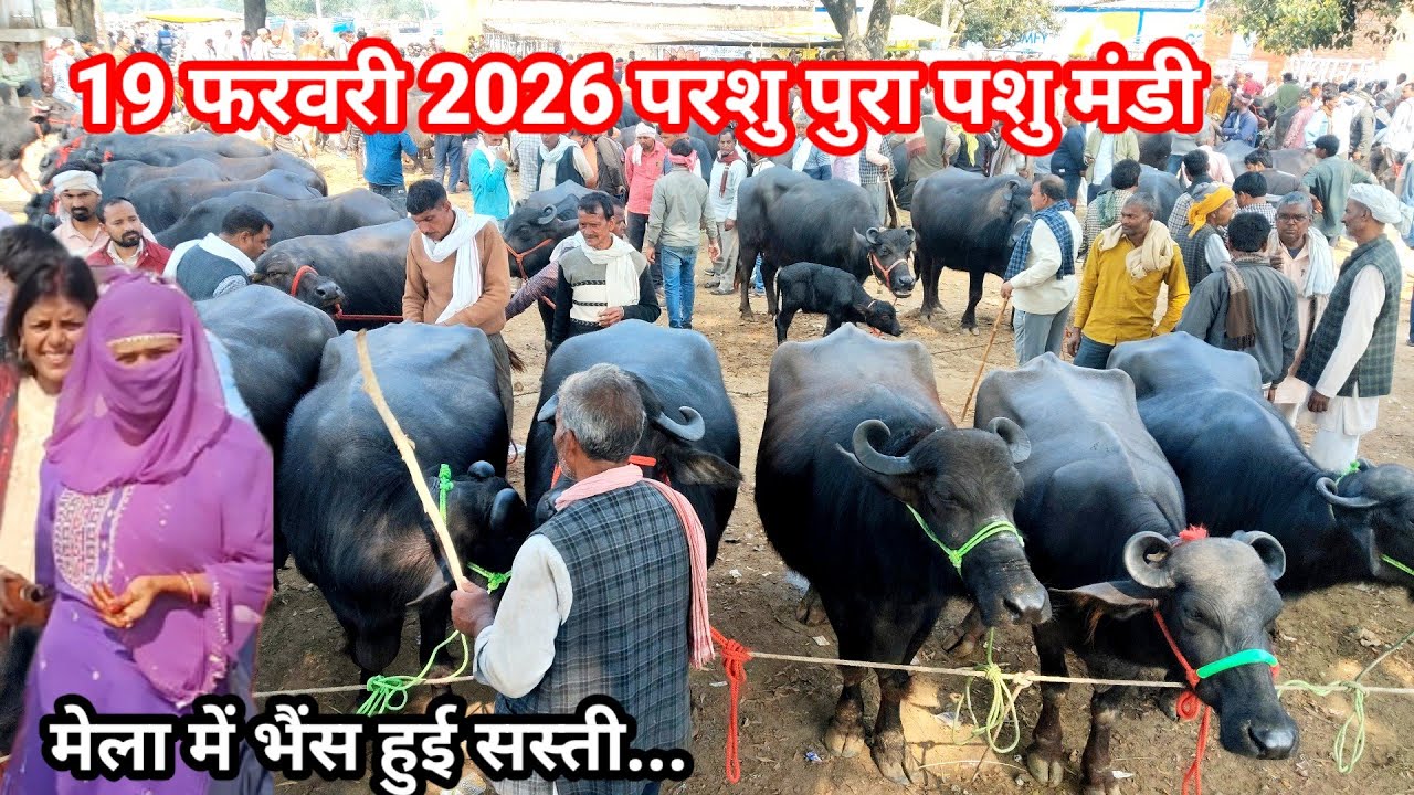 Parshupura pashu mandi || 19 फरवरी 2026 परशु पुरा पशु मेला | #pashumandi  
