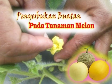 Video: Hand Pollinating Cucumber: Mga Tip Para sa Polinasyon ng Halaman ng Pipino