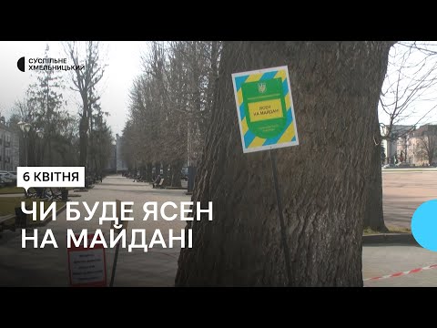 Суспільне Хмельницький: Зрізати чи лікувати: яка доля ясена на хмельницькому майдані