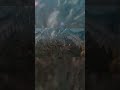 ¡Increíble! El monstruo de Bayonetta que te dejará sin aliento #shorts
