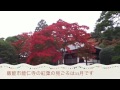 飯能市能仁寺の紅葉