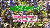 河村通夫のらくらく園芸13年8月 ベジタブルガーデン 手ぼうきの使い方 しば漬け Youtube