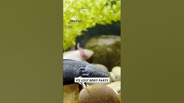 This salamander regenerates it’s own body parts!