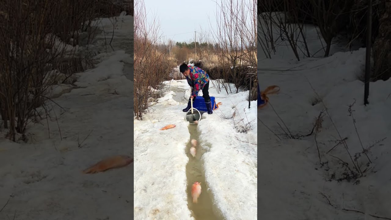 Fishing In Mohe The Northeast Joy Of Outdoor Wild Experience 349
