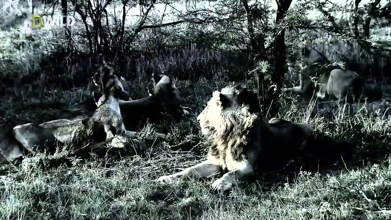 Discovery documentary Hyena Bonecrusher Queens Wildlife animals 2016