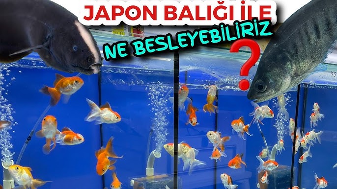 Qizlarning yalangoch juda keng dumbalari