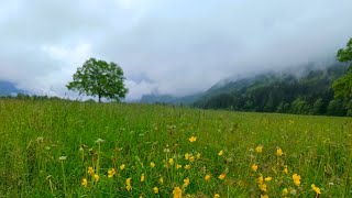 اجمل المناظر الطبيعية من سويسرا الزهور و الورود  و زقزقة العصافير مع الألوان فيروزيات