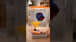 Betta Fish in an Aquarium.A Tiny World in Glass. কাঁচের ভেতরে এক ছোট্ট পৃথিবী।#foryou
