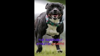 The Incredible Athletic STAFFY!  #dog #staffy #pets #doglover #companion  #puppy #dogs by AdventurousNomad 526 views 4 months ago 2 minutes, 19 seconds