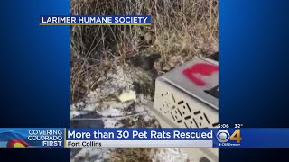 Pet Rats Rescued From Field In Fort Collins