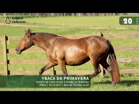 LOTE 20 - Ybaca da Primavera