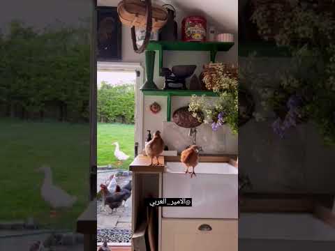 فيروز الحلوة دي