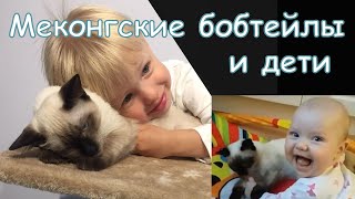 Коты и дети. Какая порода кошек для детей самая подходящая... конечно меконгский бобтейл