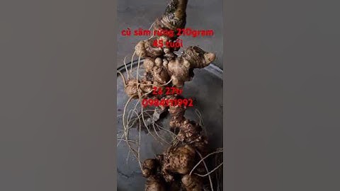 Củ sâm rừng siêu víp #sâm_lai_châu_rừng #sâm_ngọc_linh #sâm_lai_châu #sâm_ngọc_linh_rừng