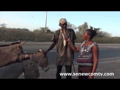 Vidéo: Caractéristiques De L'élevage Des ânes Et Des Soins Apportés à Eux
