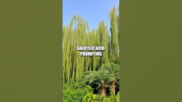 The Secret Language of Plants: Unveiling Chemical Communication!