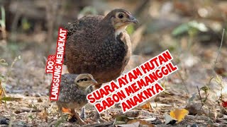 Suara ayam hutan babon memanggil anaknya