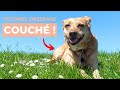 Apprendre Couché à un Chien en 2 min 🐶 education canine