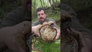 Notnahrung wie bei 7vsWild Amazonas! #natur #survival #bushcraft #Notnahrung #7vswild #pflanzenkunde