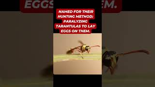 True Facts About Tarantula Hawk Wasp viral viralshorts facts shorts