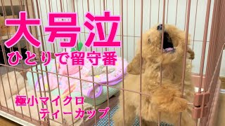 ひとりで初めての留守番、大号泣に涙(閲覧注意)　エンディングで愛犬リオンの近況報告【極小マイクロティーカップ】【toy poodle】【トイプードル】【マイクロティーカップ】【犬】