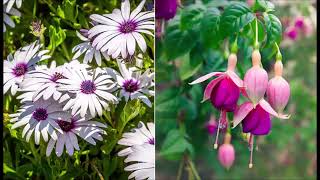 Nur Düştüm Yine Çaresiz Gurbetin Yollarına Resimi