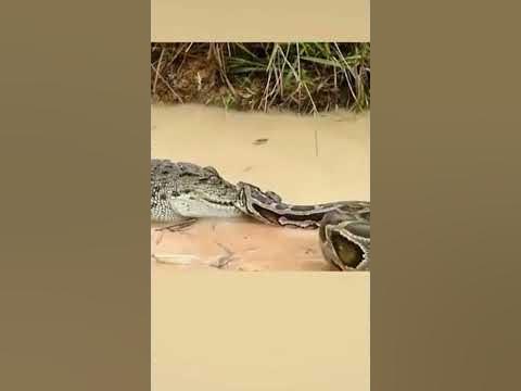Big Snake vs Crocodile.🙄😳😱 #shorts #shortvideo #short - YouTube